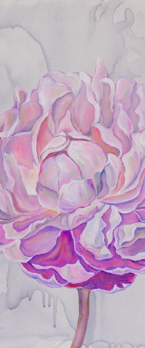 Pink peony on gray by Olga Volna
