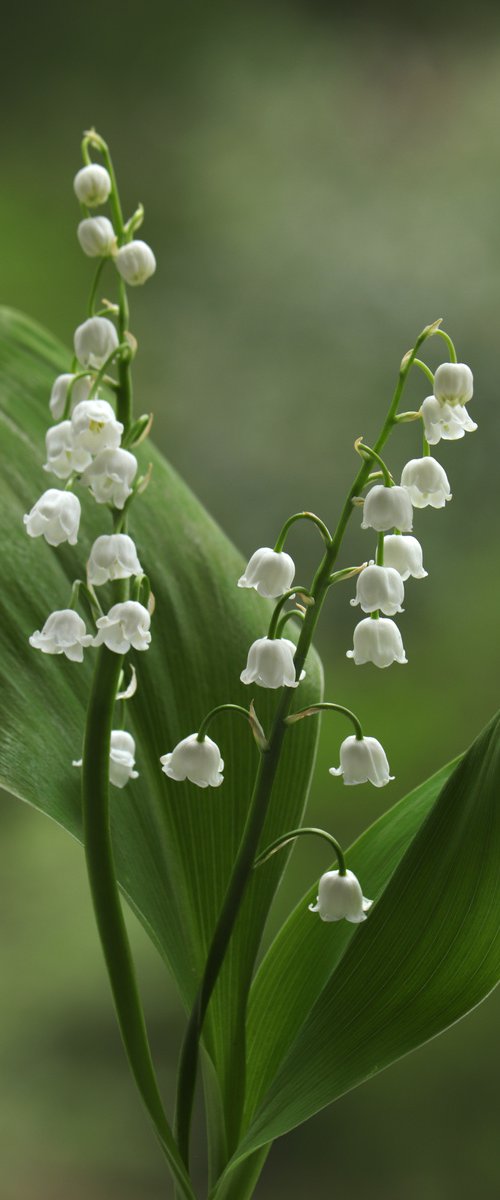 Two lilies of the valley by Sonja  Čvorović