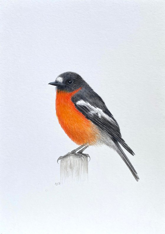 Flame Robin