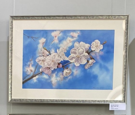 Blooming apricot