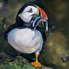 Puffin