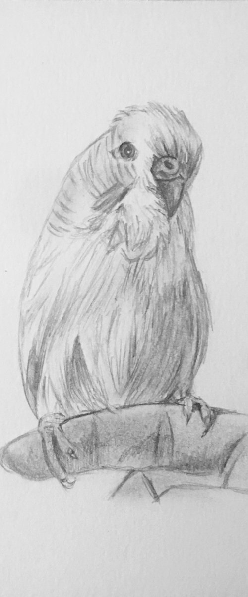 Budgie by Amelia Taylor