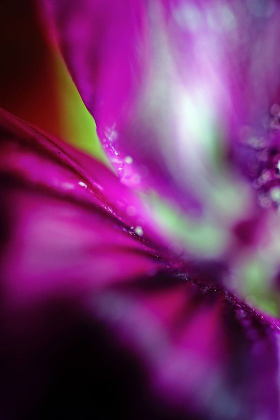 Abstract Pop Color Nature Photography 13