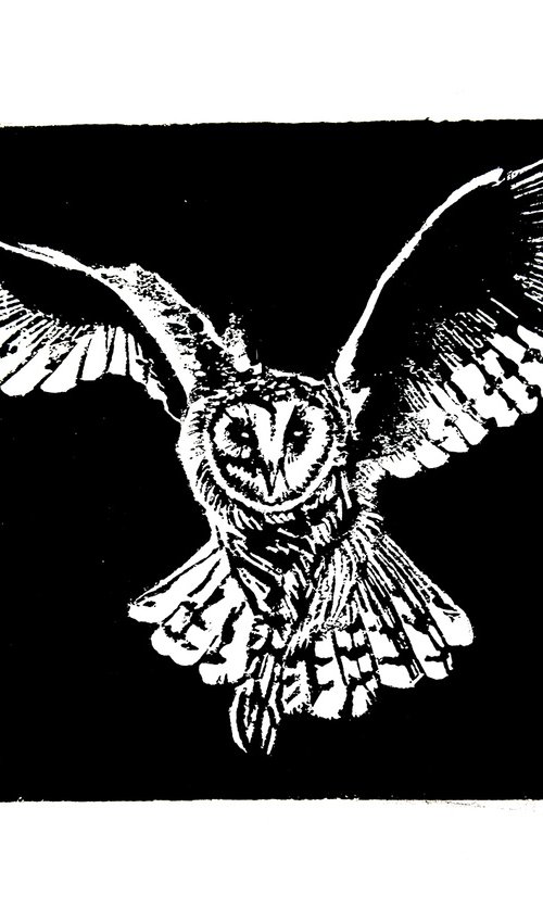Barn Owl by Bob Cooper