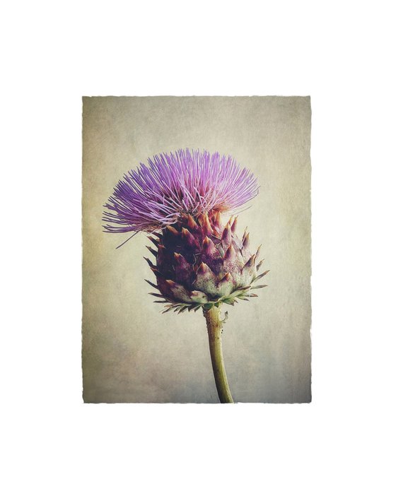 ARTICHOKE FLOWER