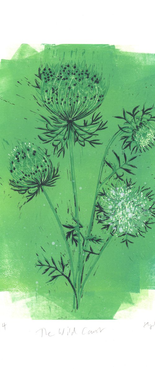 The Wild Carrot - Artist's Proof by Hazel McNab