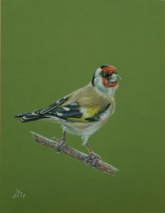 European-goldfinch