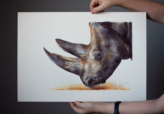 White Rhinoceros - Animal Portrait