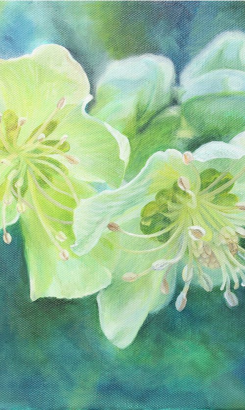 Spring Hellebores by Carole King