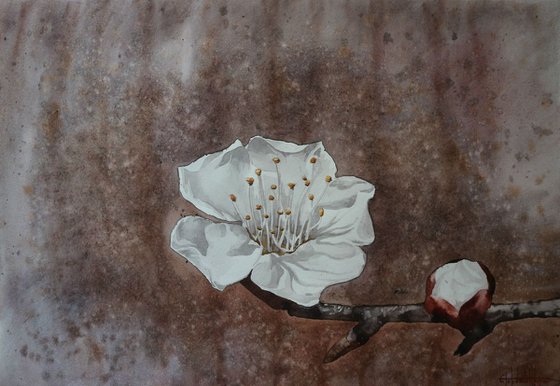 Apricot flowering (2019) Watercolor 42*60