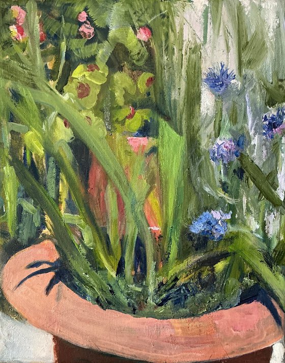 Oxalis and Cornflowers Study