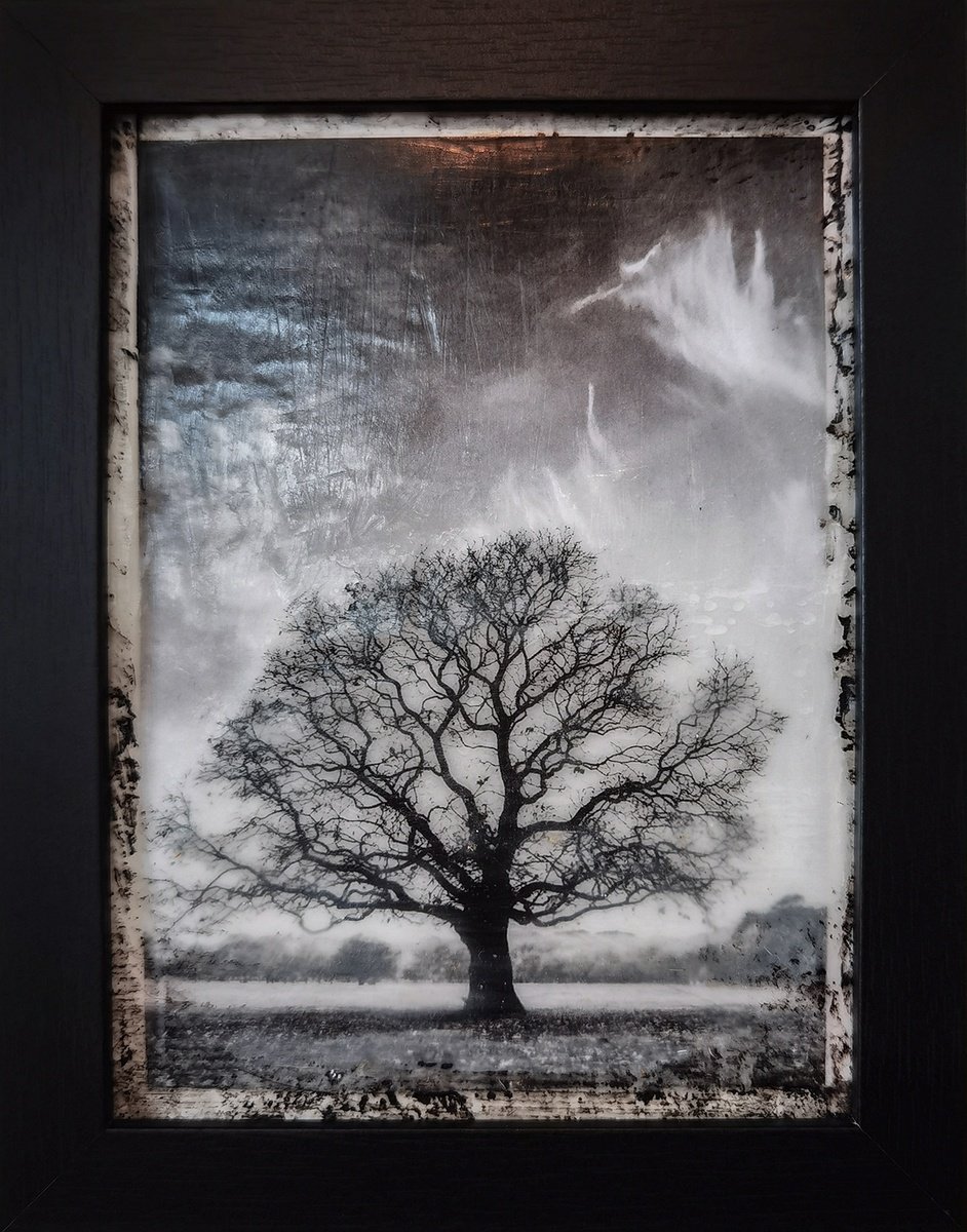 Hagley Tree Cloudscene by Roseanne Jones