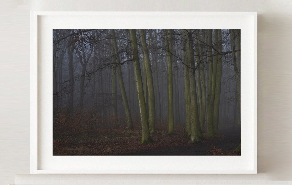 Misty wood by Michaella Homolov