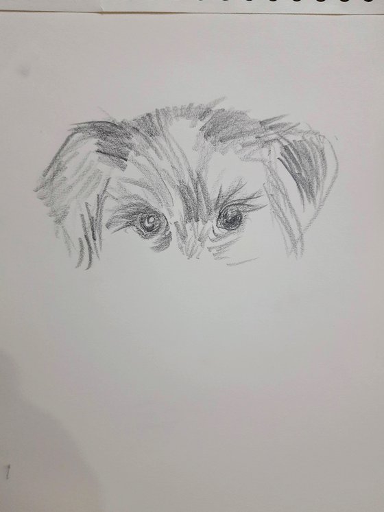 BiewerTerrier Pet Dog sketch