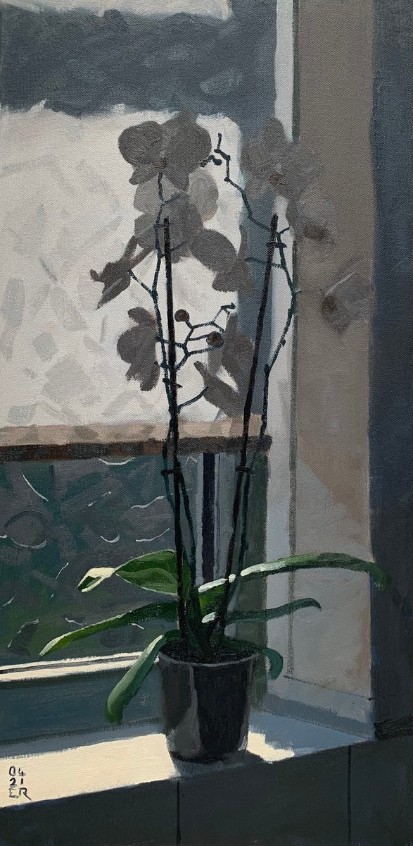 Orchid in Bright Daylight by Elliot Roworth