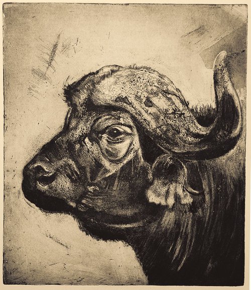 African Cape Buffalo by Isabel Hutchison