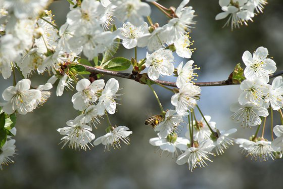 White spring with bee