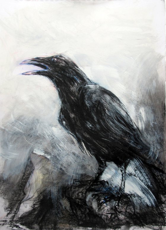 Raven, Dow Crag, Cumbria 2