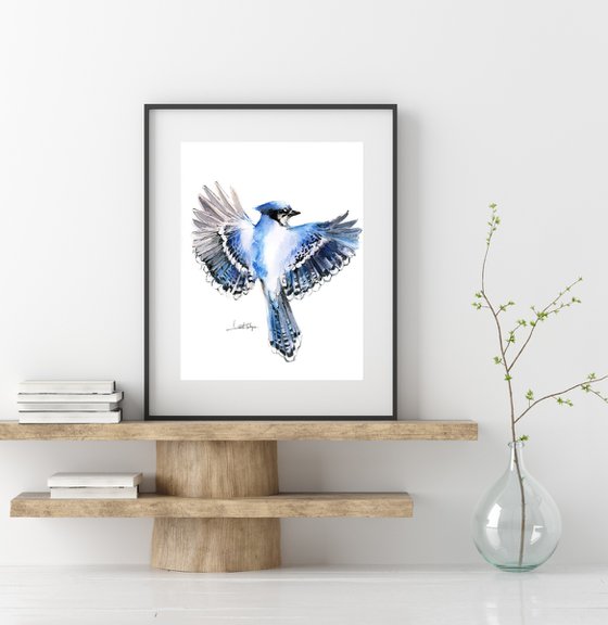 Flying Blue Jay Bird