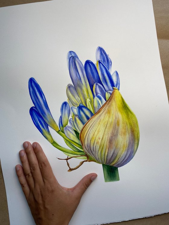 Agapanthus