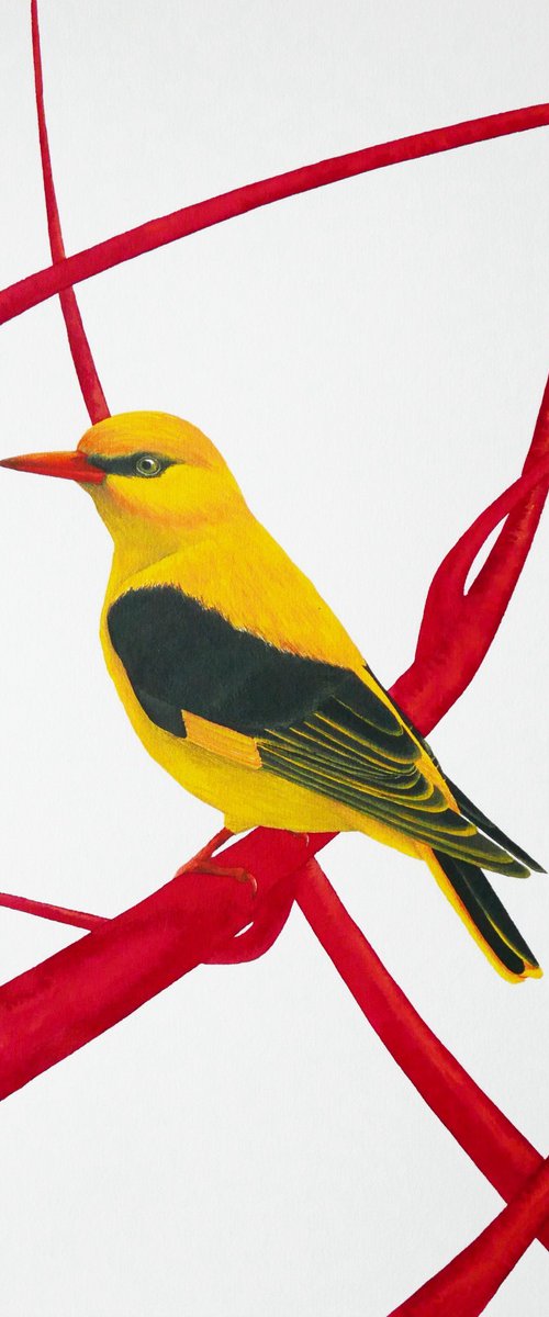 2 sisters collection: Golden oriole 2 by Karina Danylchuk