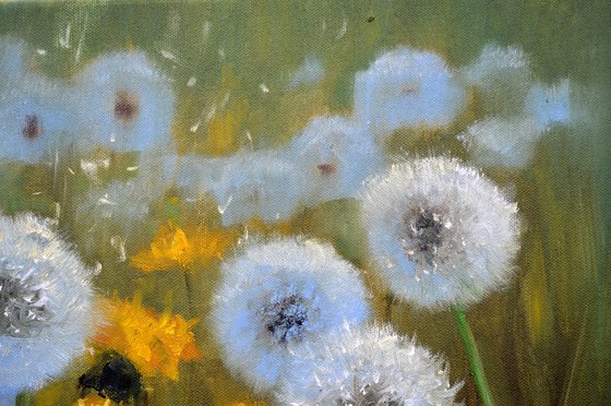 Delicate dandelions