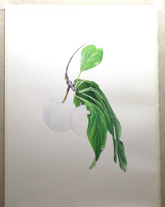Plums