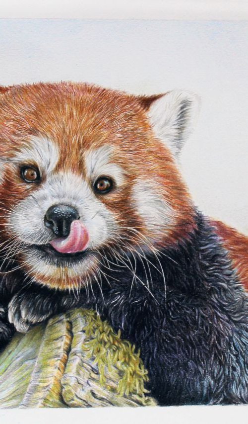 Red panda colored pencils drawing by Tatjana Bril
