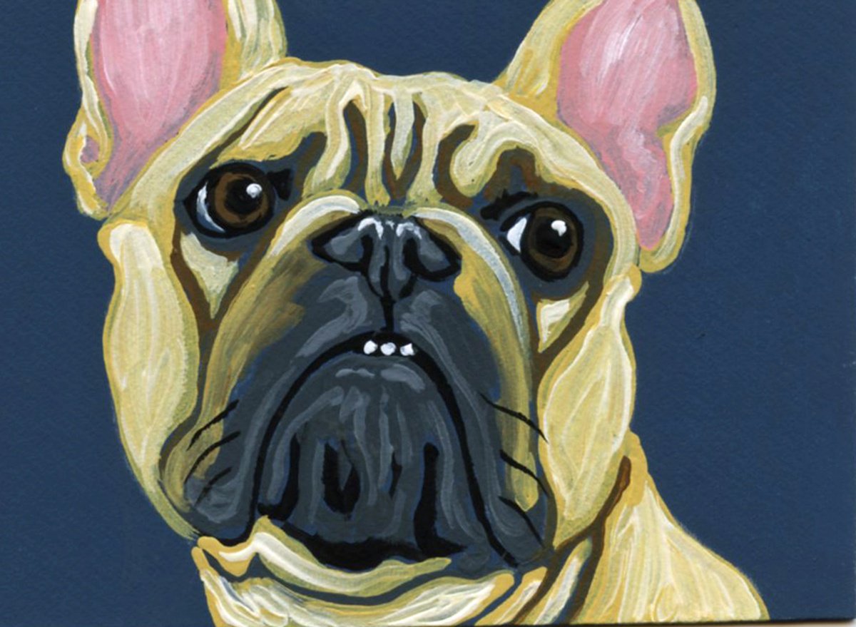 Fawn Tan French Bulldog by Carla Smale