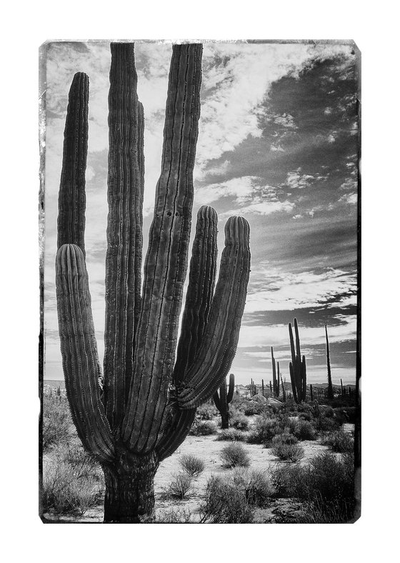 Saguaro, Baja California #2