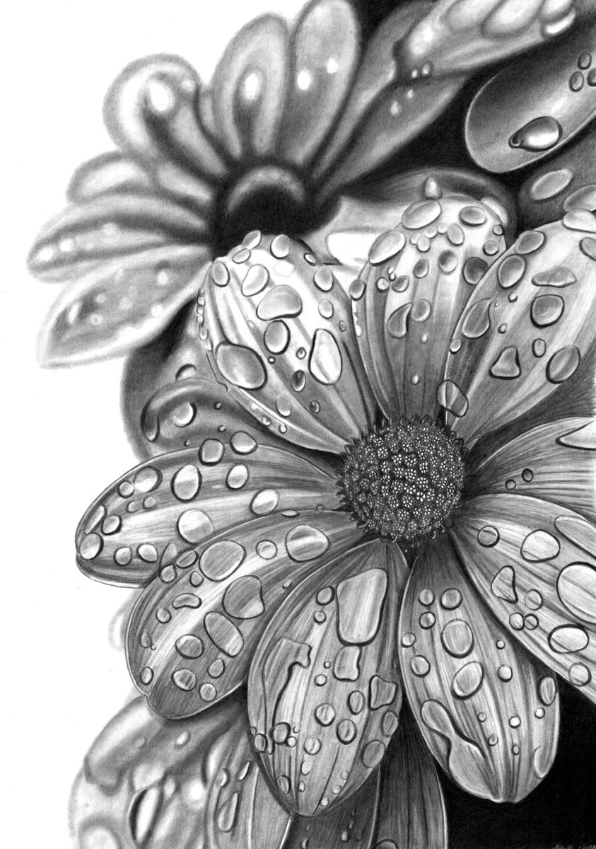 Photorealistic Botanical Pencil Drawing By Paul Stowe, 10 X 15", Water Petals, Original Artwork