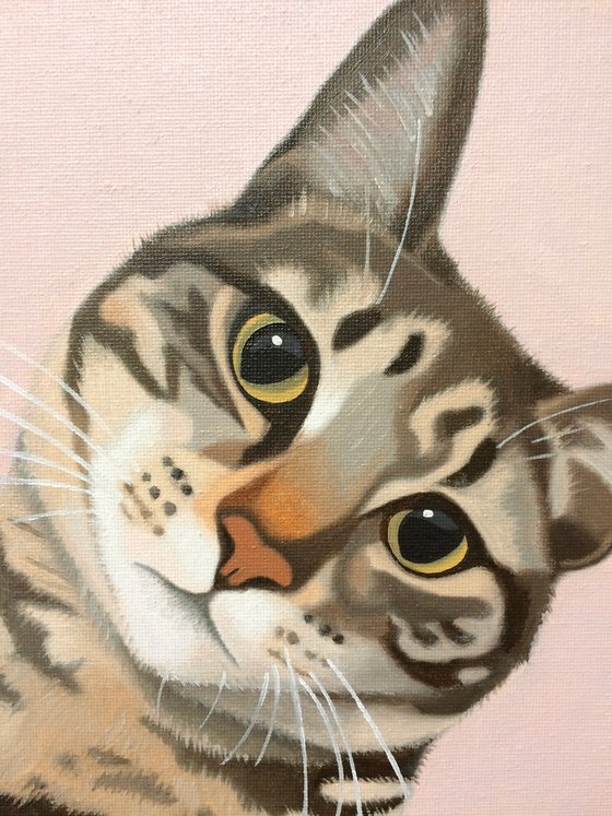 Doolally Cat
