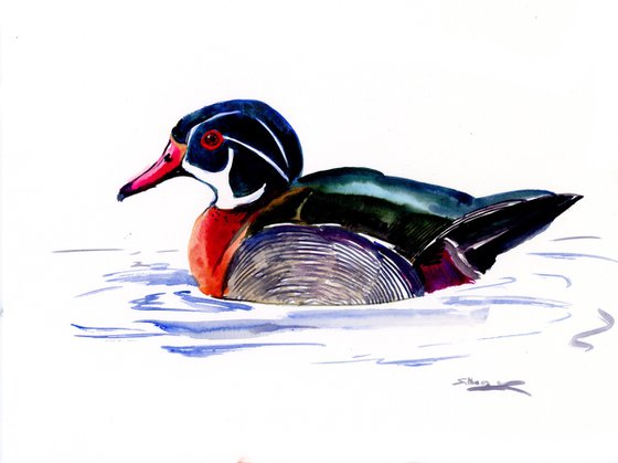 Male Wood Duck