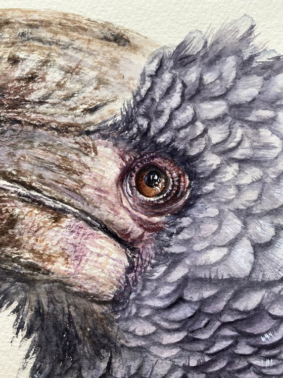 Grey-cheeked hornbill