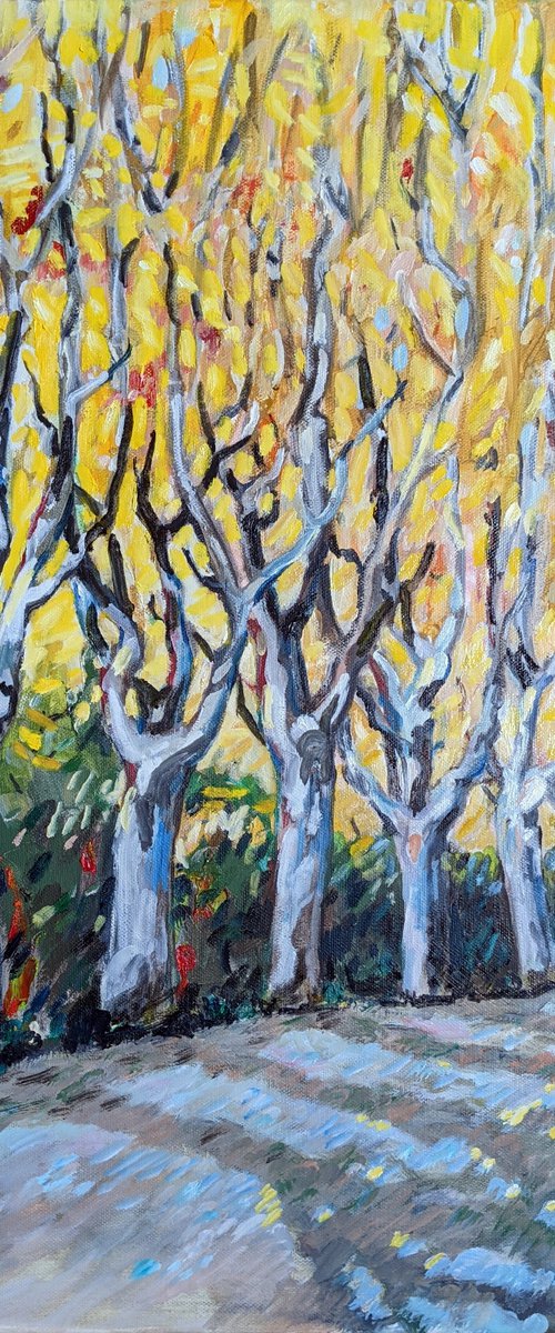 Autumn Morning - Platanes by Chris Walker