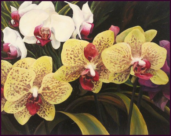 Orchids