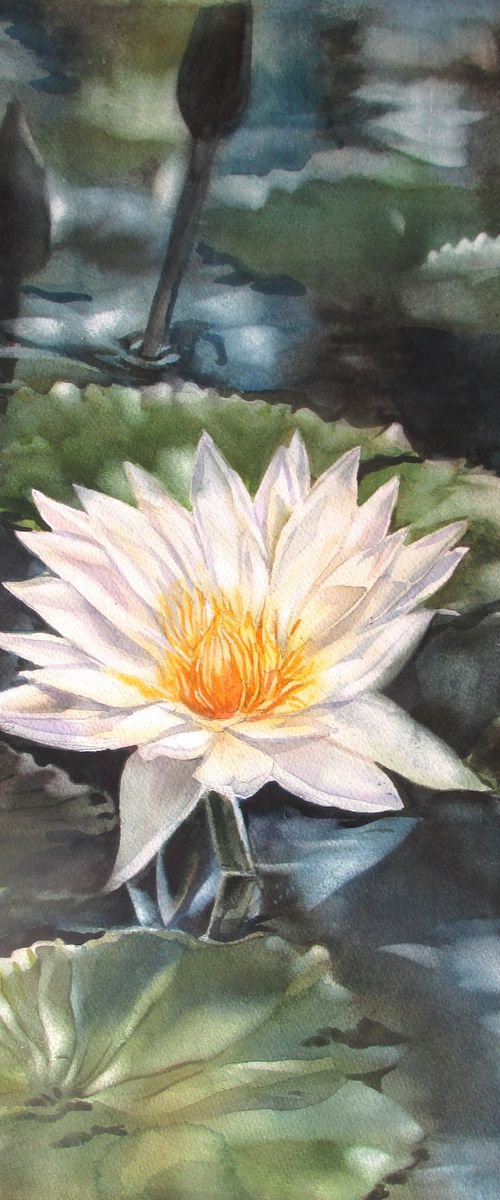 Moonlit water lily by Alfred  Ng