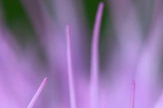 Softness