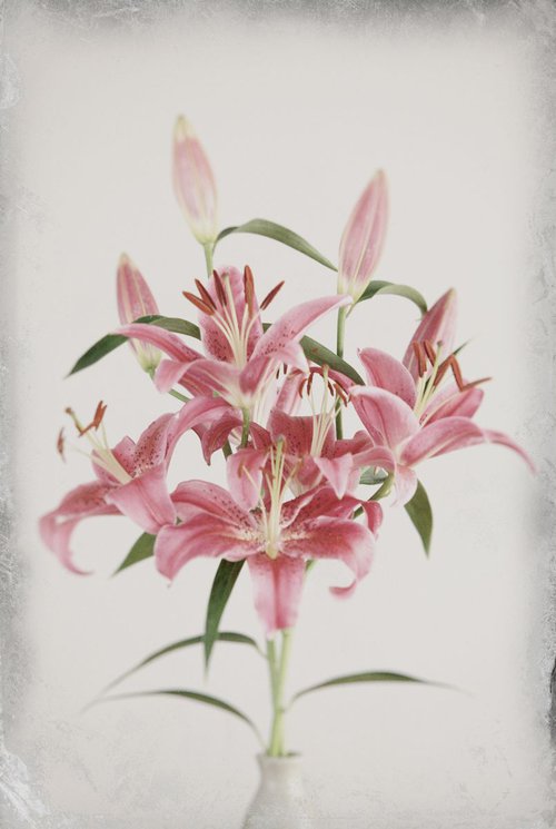 Lilies # 2 by Louise O'Gorman