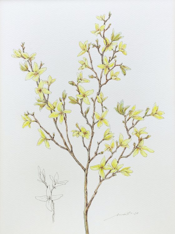 "Forsythia"