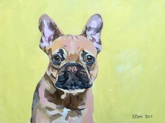 Hercules the French bulldog