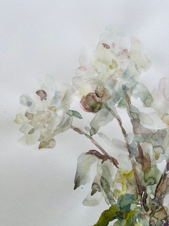 Peonies 50x65 cm 2025