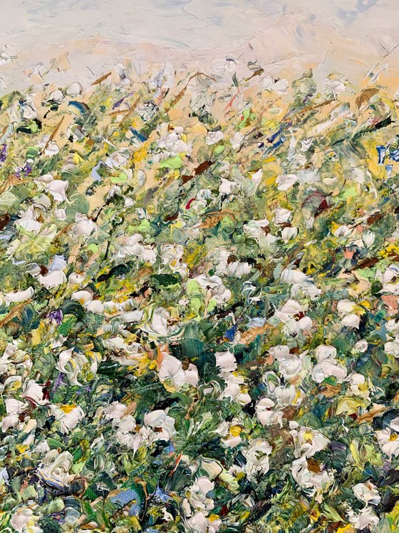 Field of white daisies