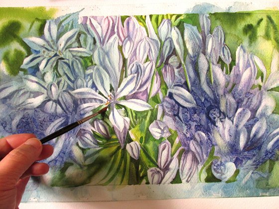 Agapanthus with blues