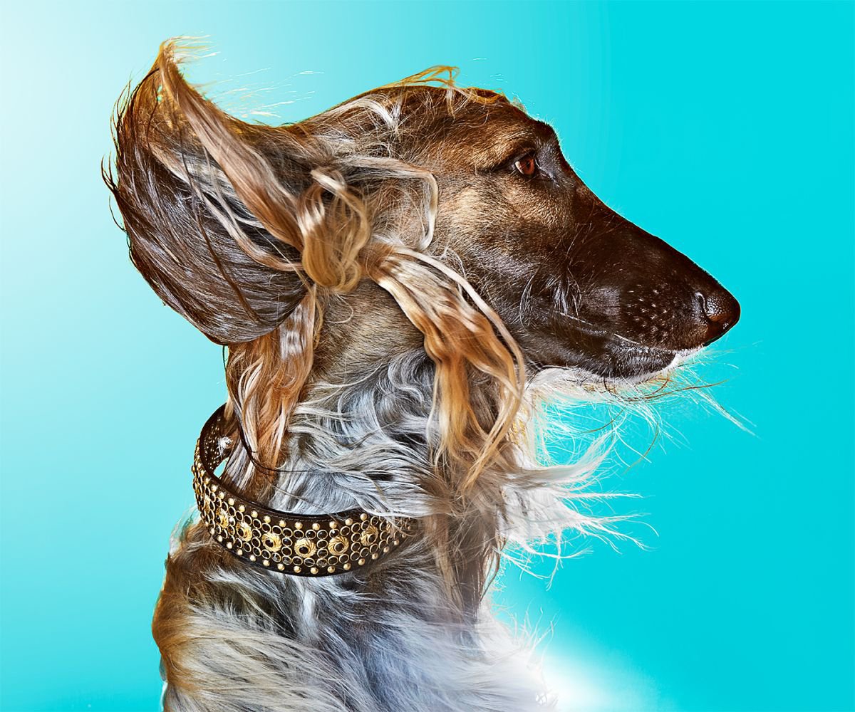 Photorealistic Animal Photograph By Gandee Vasan, 23 X 17, Dogs Rock, Original Artwork
