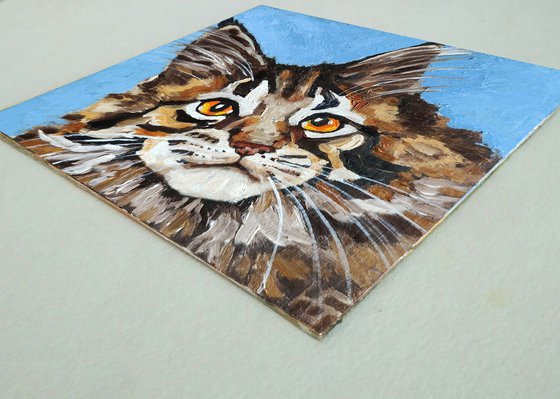 Cat Maine Coon Portrait