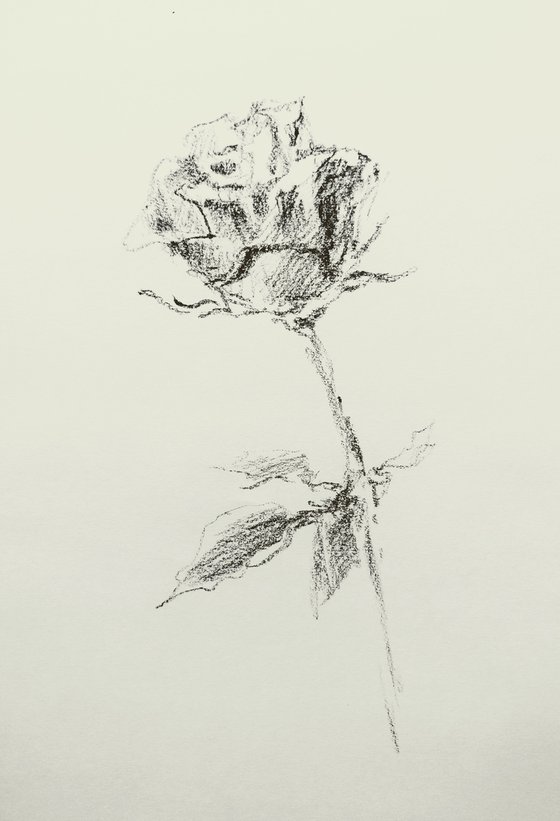 Rose. Original pencil