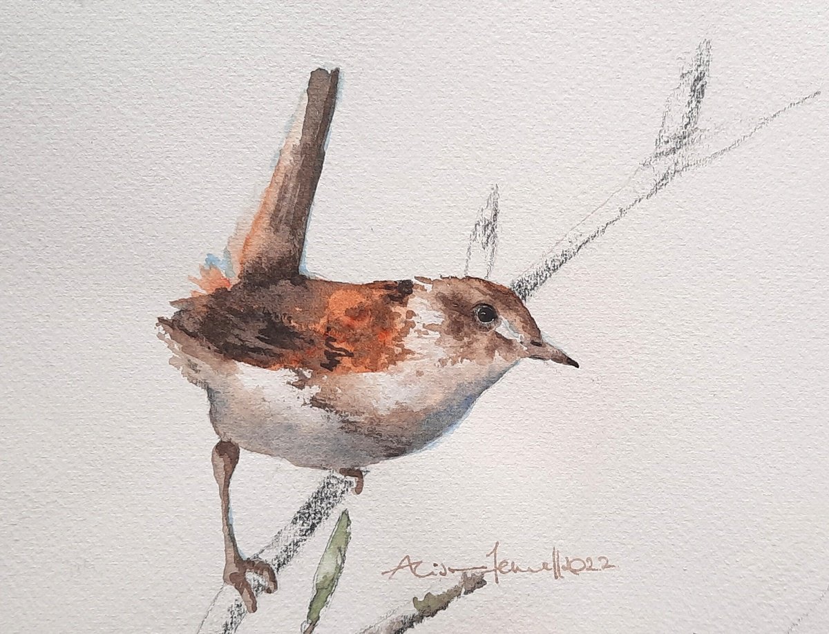 Russet Wren - Original Watercolour Painting by Alison Fennell