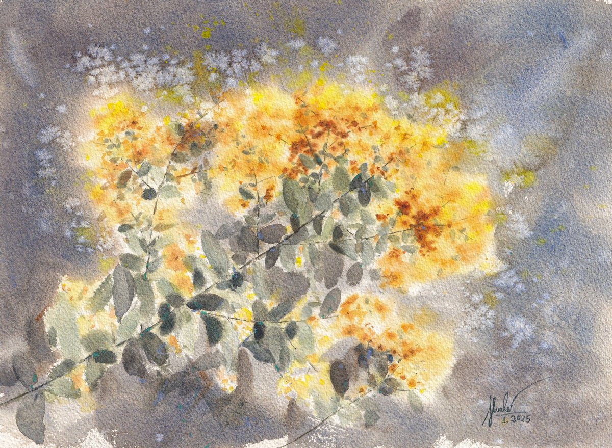 Botanical Watercolour By Hua Le, 15 X 11, Mimosa Flower, Original Artwork