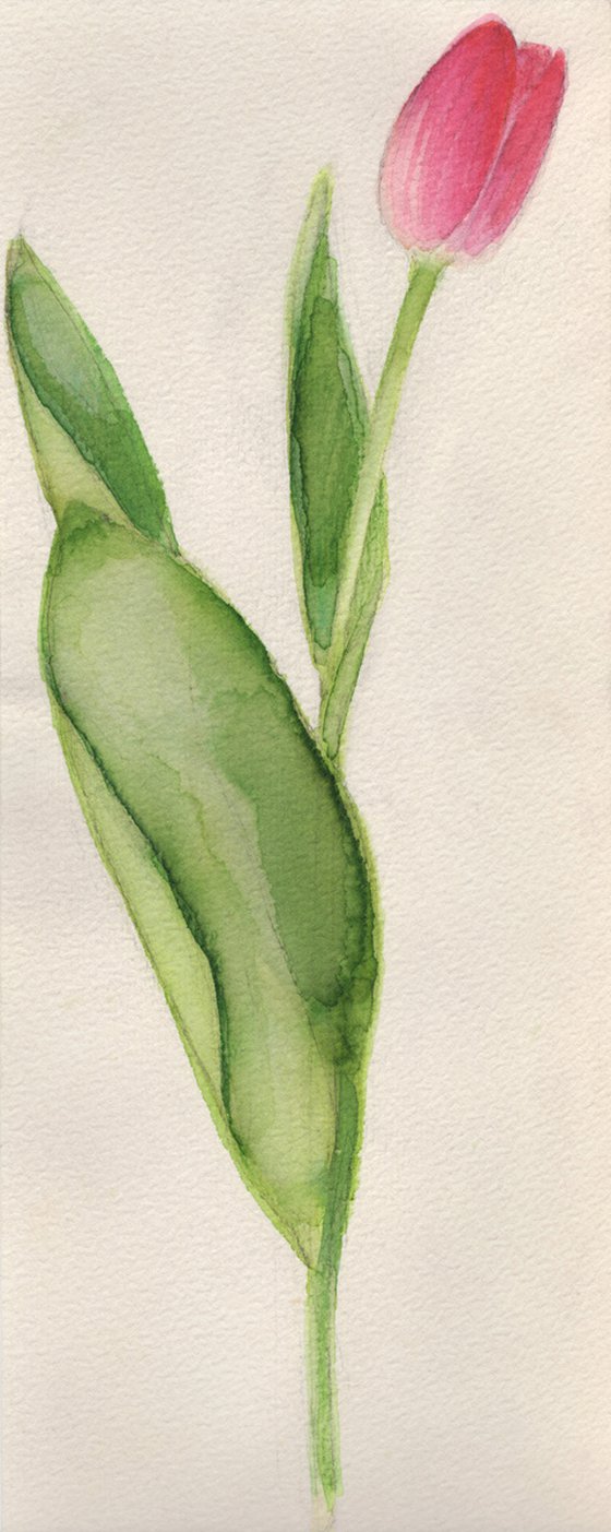 Tulip